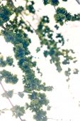 ID 048014