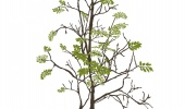 Urban Nature Mr Perswall