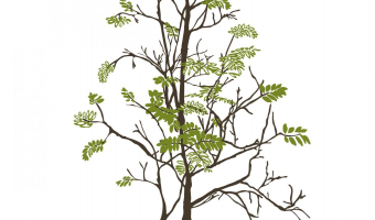 Urban Nature Mr Perswall